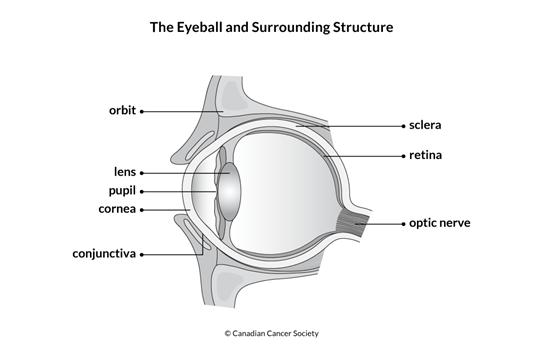 Diagram of the eyeball and surrounding structure