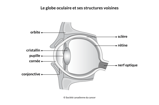 Schéma du globe oculaire et de ses structures voisines