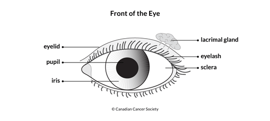 Diagram of the front of the eye