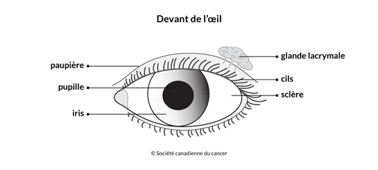 Schéma du devant de l'œil