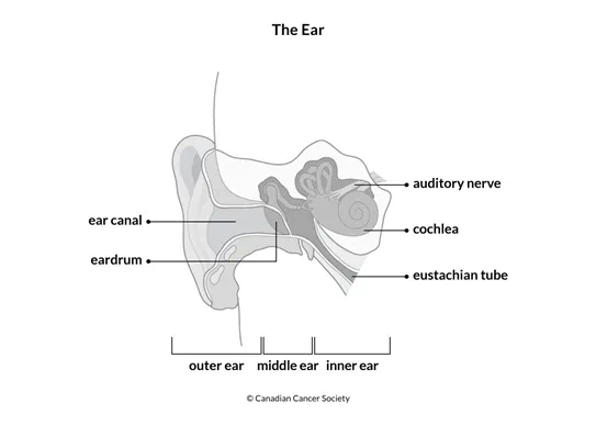 Diagram of the ear