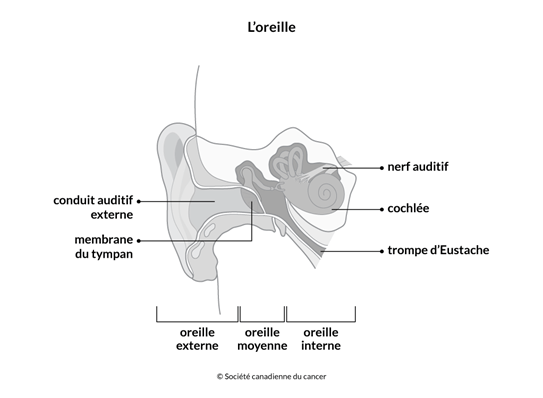 Schéma de l'oreille