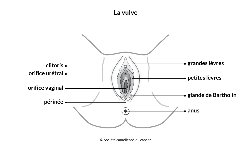 Schéma de la vulve