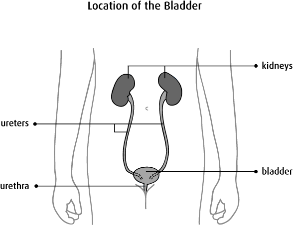 Diagram of location of the bladder