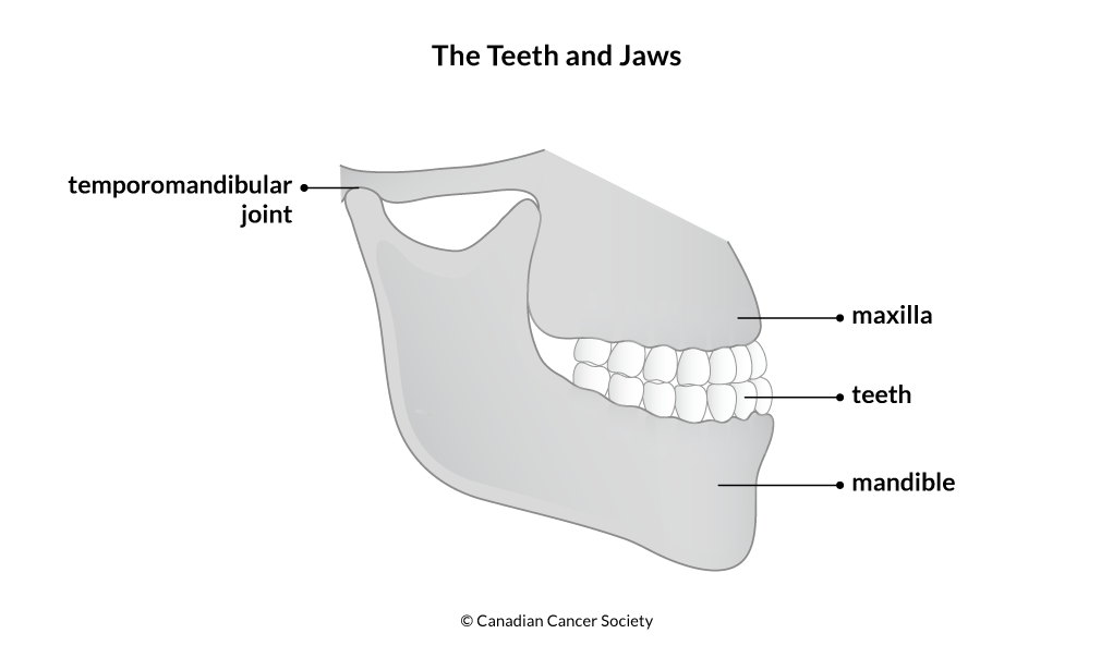 Diagram of the teeth and jaws