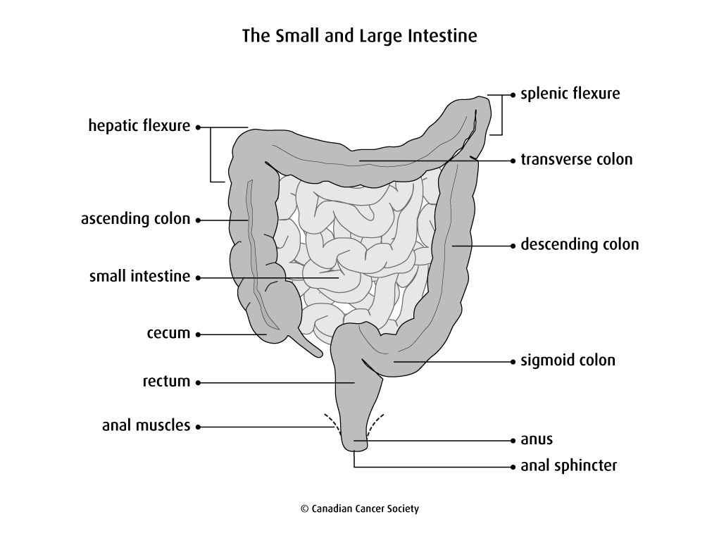 Diagram of the small and large intestine