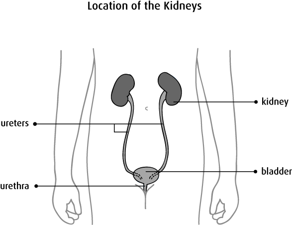 Diagram of the location of the kidneys