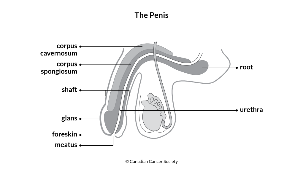 Diagram of the penis
