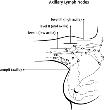 Diagram of axillary lymph nodes