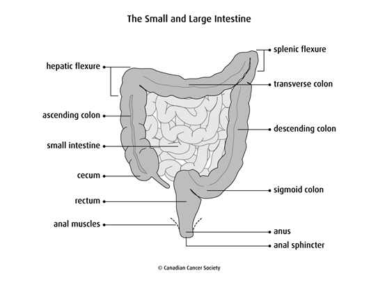 Diagram of the small and large intestine