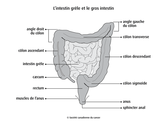 L'intestin grêle et le gros intestin