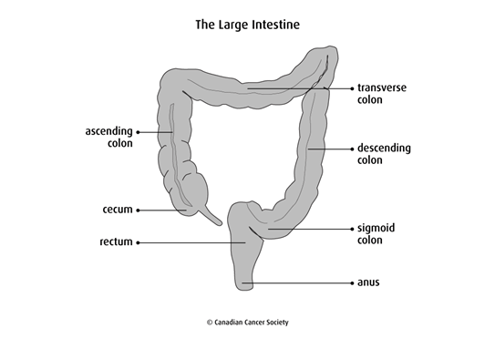 Diagram of the large intestine