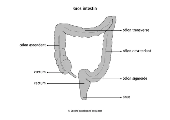 Schéma du gros intestin