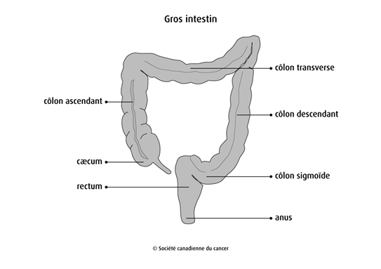 Schéma du gros intestin