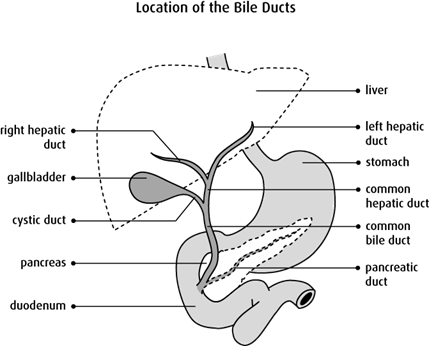 Location of the Bile Ducts