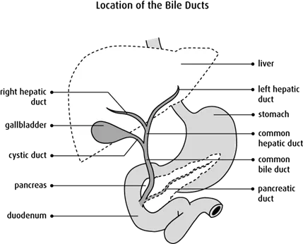 Location of the Bile Ducts