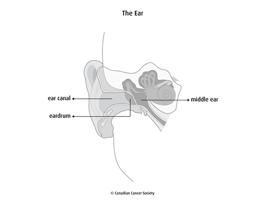 Diagram of the ear