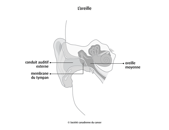 Schéma de l'oreille