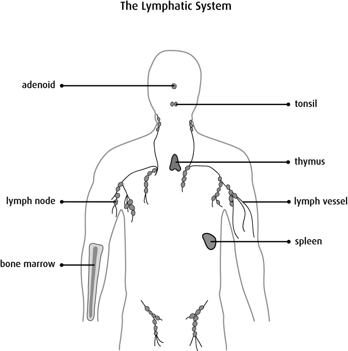 painful lymph nodes