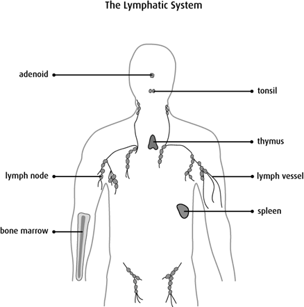 types of lymph node cancer