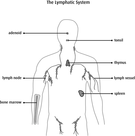 Diagram of the lymphatic system