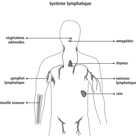 Schéma du système lymphatique