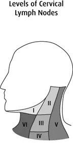 Diagram of the levels of cervical lymph nodes