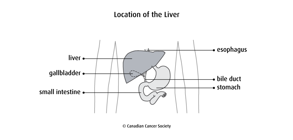 Diagram of the location of the liver