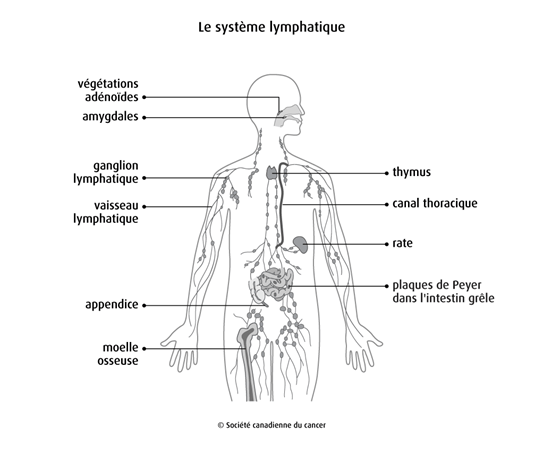 Schéma du système lymphatique
