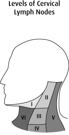 Diagram of the levels of cervical lymph nodes