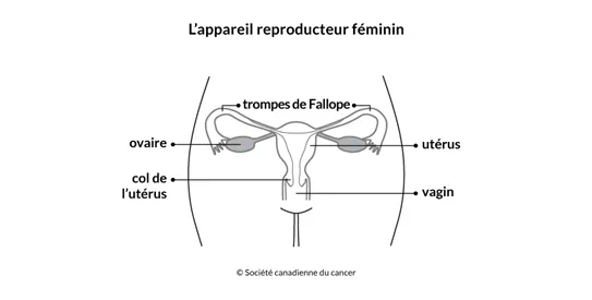 Schéma de l'appareil reproducteur féminin