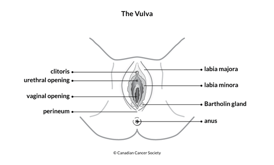 Diagram of the vulva