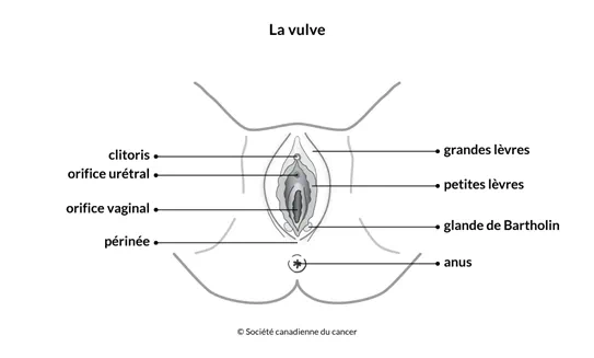 Schéma de la vulve
