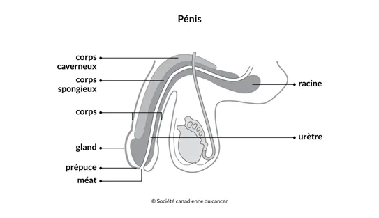 Schéma du pénis