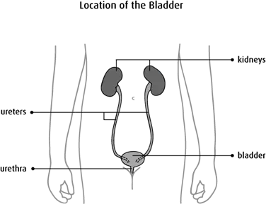 Diagram of location of the bladder