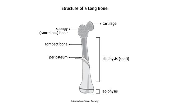 Diagram of the structure of a long bone