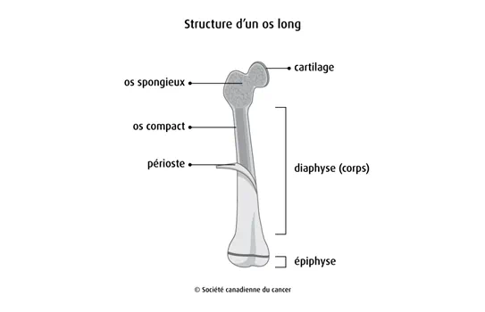 Schéma de la structure d'un os long