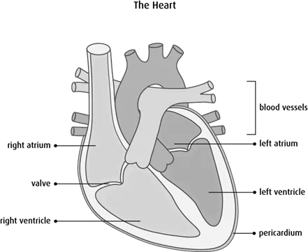 Diagram of the heart