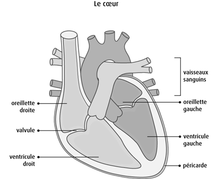 Schéma du cœur