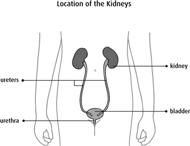 Diagram of the location of the kidneys