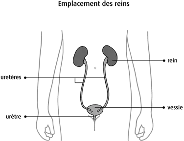 Schéma de l'emplacement des reins