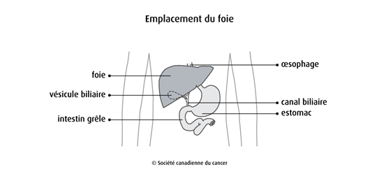 Schéma de l'emplacement du foie