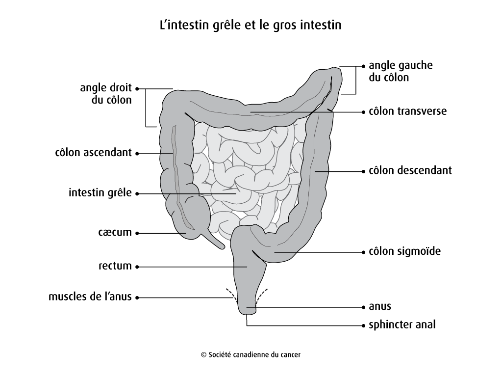 Schéma de l’intestin grêle et du gros intestin
