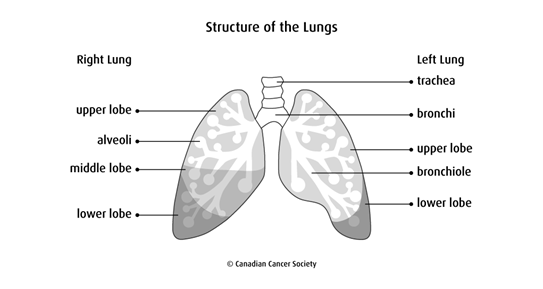 Diagram of the structure of the lungs