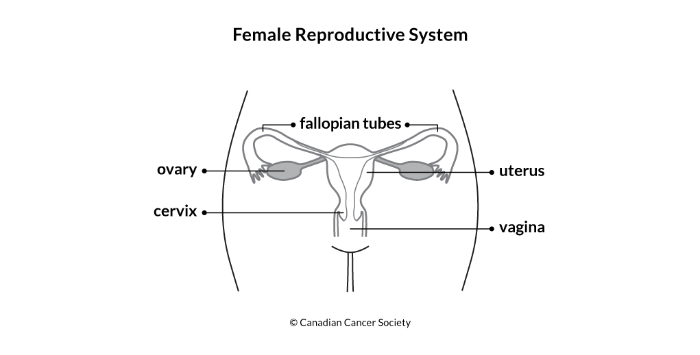 Diagram of the female reproductive system