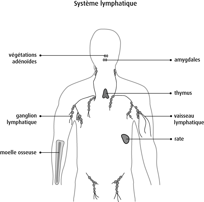 Schéma du système lymphatique
