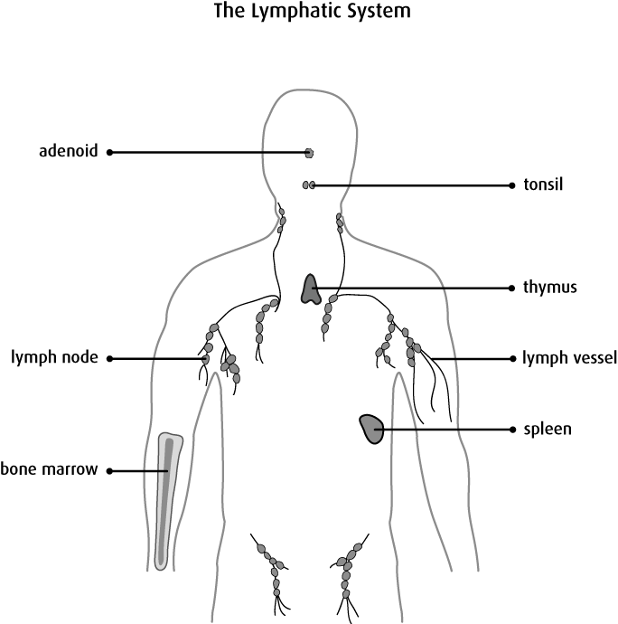 Diagram of the lymphatic system