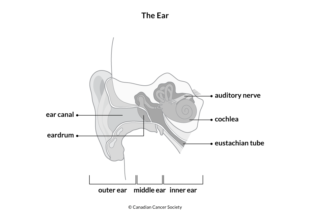 Diagram of the ear