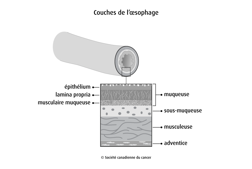 Schéma des couches de l'œsophage
