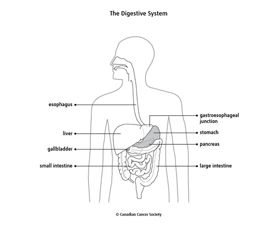 Diagram of the digestive system